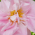 Roza - Damascena vrtnice - Celsiana